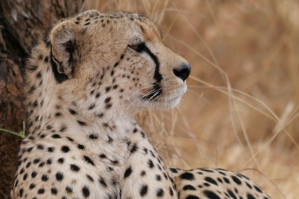 Circuit De la Savane Africaine à l'île aux Epices en Privatif **Version Prestige** 5*