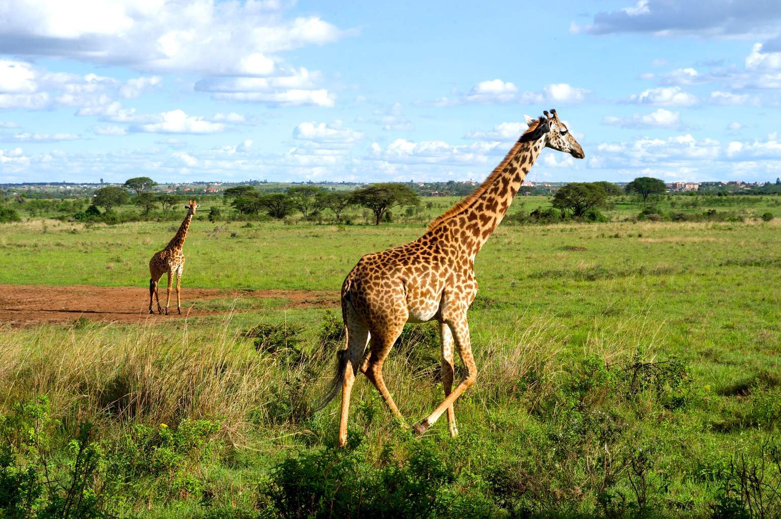 Mon Safari Joyaux du Kenya - 2