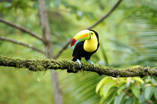 Costa Rica - Circuit Jungle et Forêt au Pays de l'Or Noir