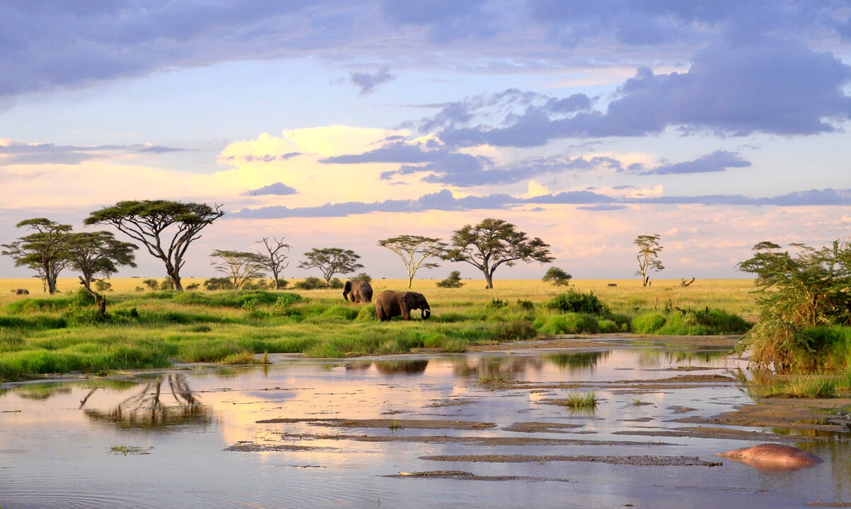 Safari Féeries d'Afrique
