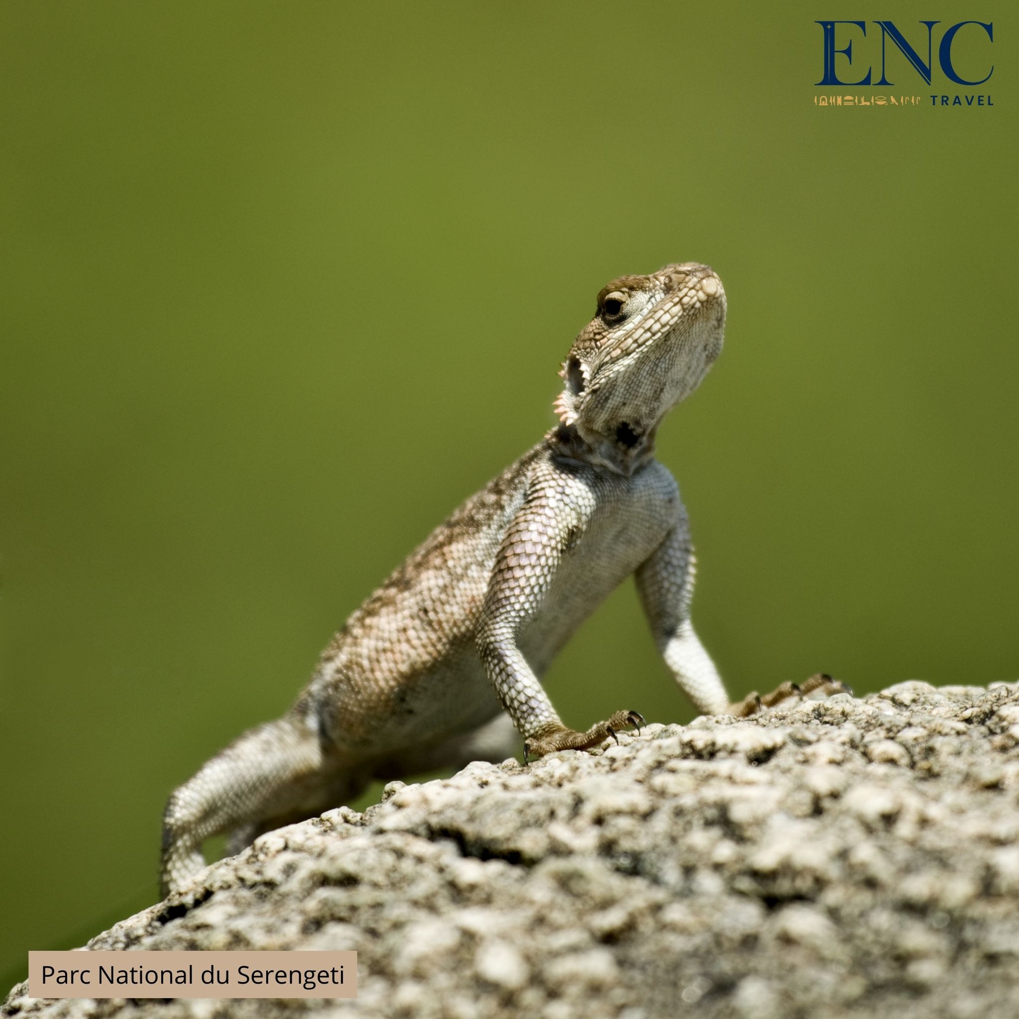 Photo Circuit ENC Travel