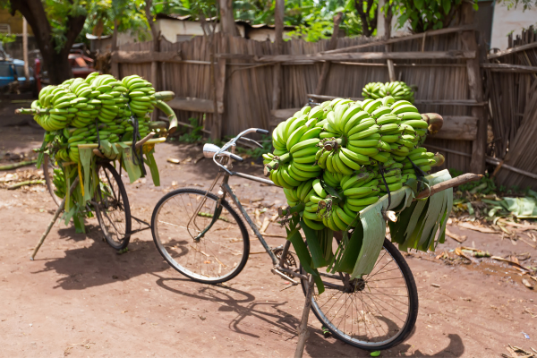 Tanzanie - Circuit Des Charmes de la Savane Africaine à l'île aux Epices, plages de Kiwengwa en Privatif