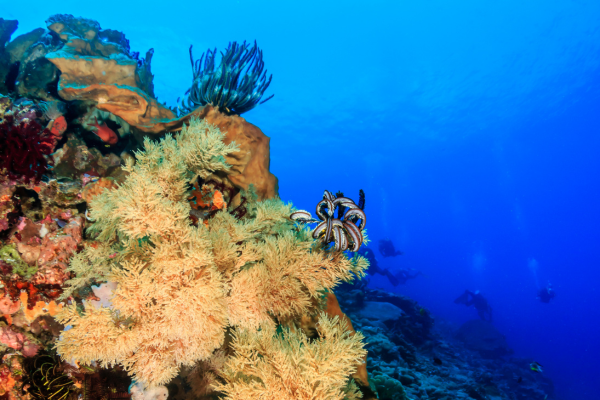 Combiné Des Rizières de l'île des Dieux aux eaux turquoise de Nusa Lembongan Charme 4* - 12