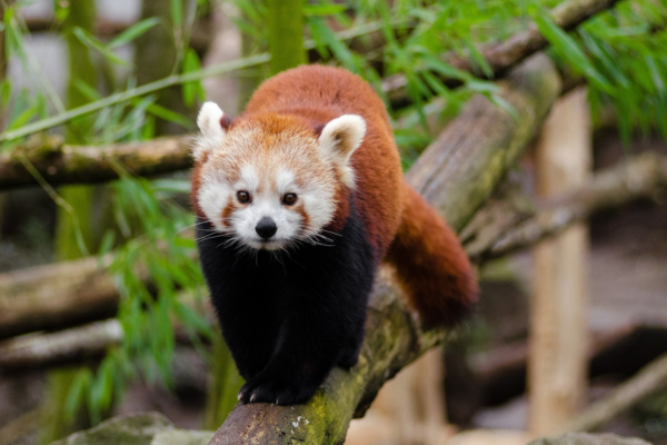 Circuit Pandas & Dragons en Privatif - 11