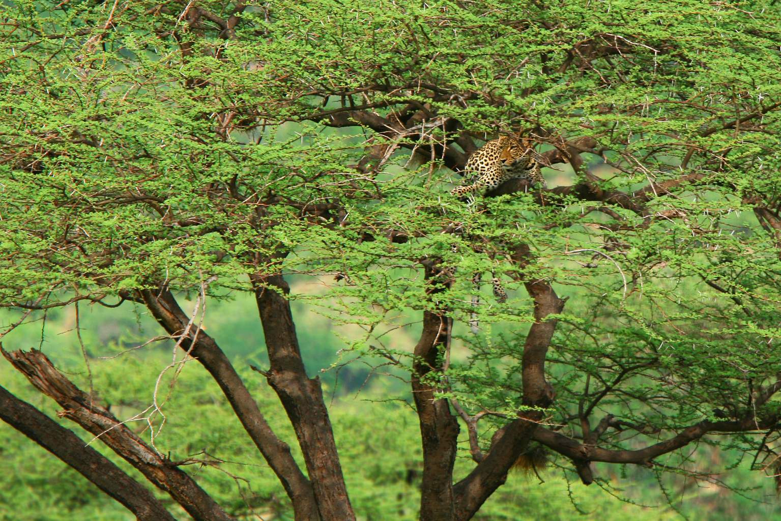 Kenya - Mon Safari Privé Horizons Kenyans&Mon French Club Mandarin Resort Zanzibar 4*
