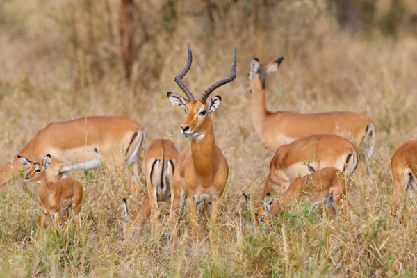 Circuit Tanzanie Circuit Des Ocres de Tanzanie à Zanzibar + Vols Flex