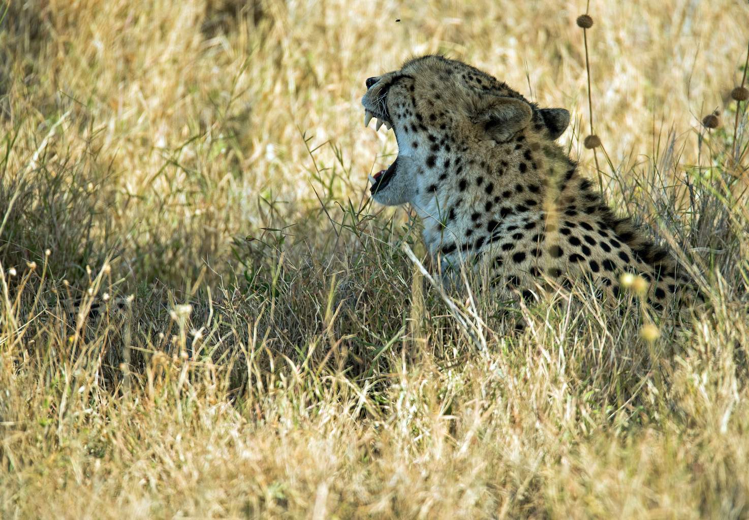 Kenya - Mon Safari Privé Le Kenya Autrement