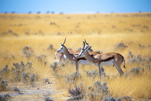 Namibie - Circuit Du Royaume des Animaux aux Sables du Kalahari