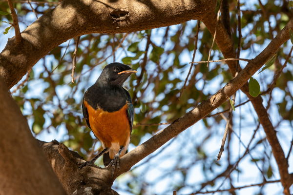 Circuit Baobabs et Cocotiers en Privatif - 9