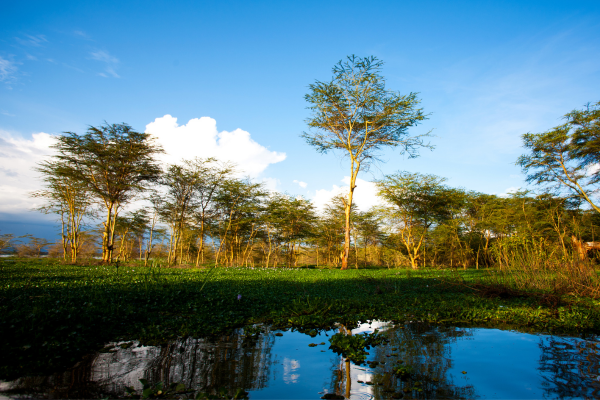 Kenya - Circuit Aux Rythmes de la Savane Africaine et Plage Tropicale en tout compris