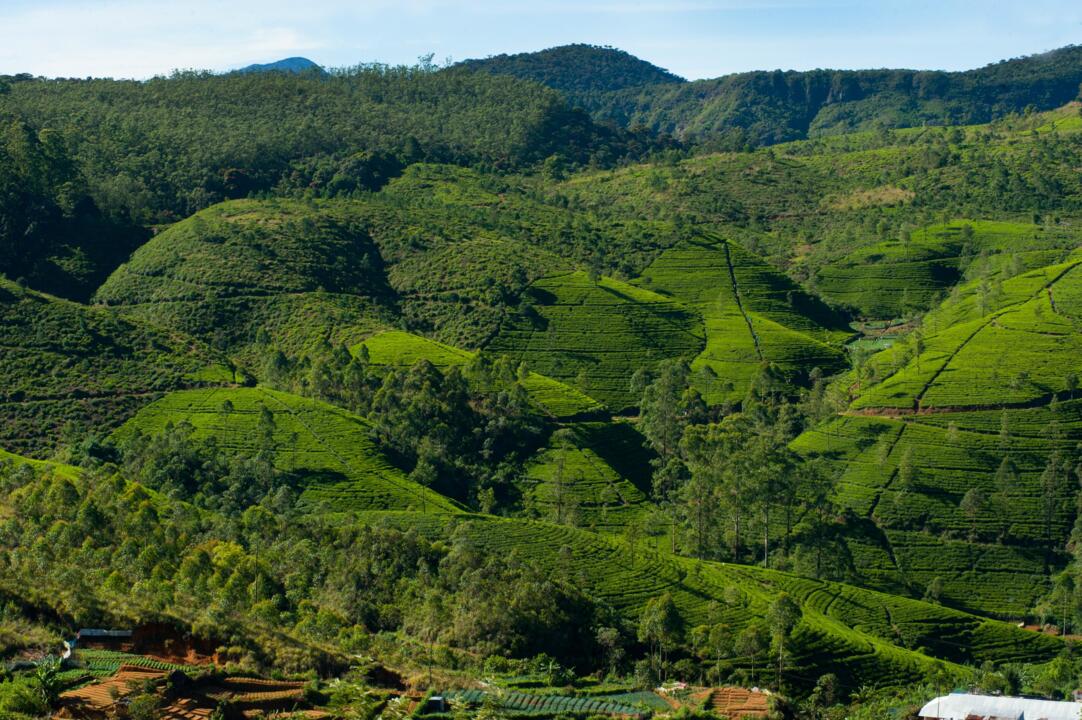 Sri Lanka - Circuit Privatif - Beautés Cachées du Sri Lanka