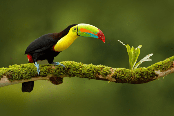 Circuit Le Costa Rica : Sérénité, Découverte et plage 3* - 6