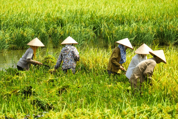 Vietnam - Circuit Mille et Une Saveurs du Vietnam - Privatif