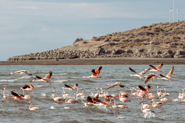FLEX Circuit On dirait le Sud... Argentin ! - 9