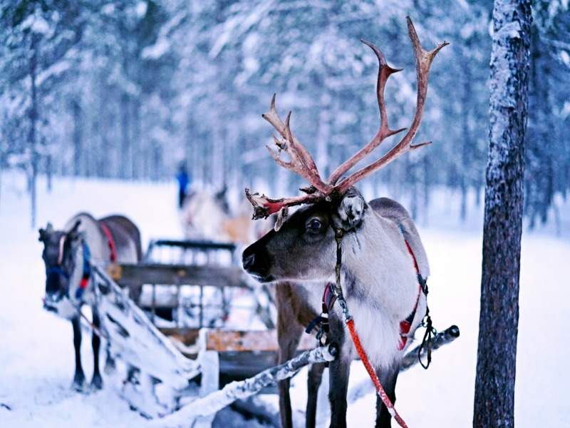 Séjour d'Hiver au Pays du Père Noël - 9