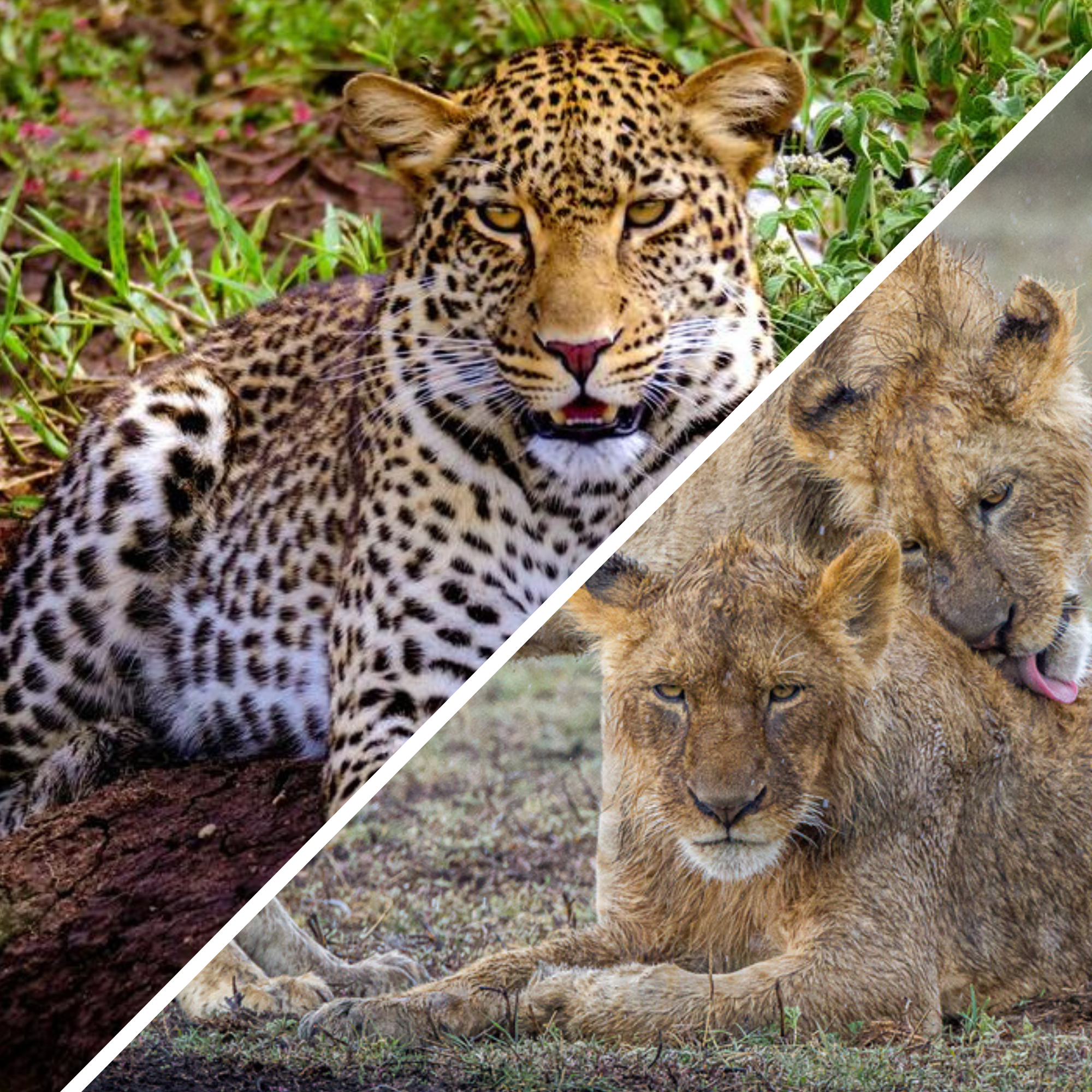 Safari Evasion en Tanzanie - Circuit Privatif