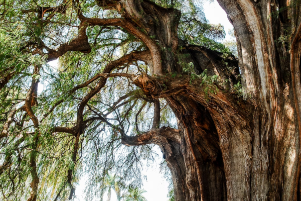 Circuit Racines et Couleurs du Sud Mexicain - 32