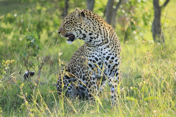 Afrique du Sud - Swaziland - Eswatini - Circuit Du Cap de Bonne Espérance au Parc Kruger