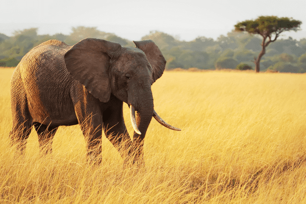 Circuit Lumières de la Savane Africaine, Séjour Kenya par Ôvoyages Circuit Lumières de la Savane Africaine, Séjour Kenya par Ôvoyages