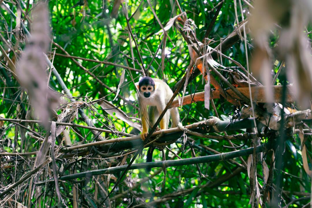 Pérou - Circuit Privatif L'Eveil Inca + extension Amazonie