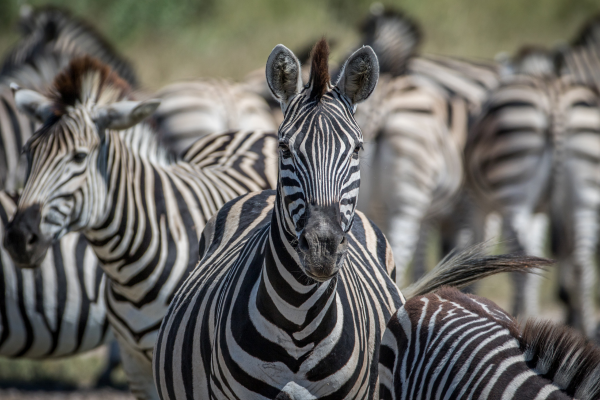 Afrique du Sud - Circuit Du Cap de Bonne Espérance au Parc de Chobe et Chutes Victoria