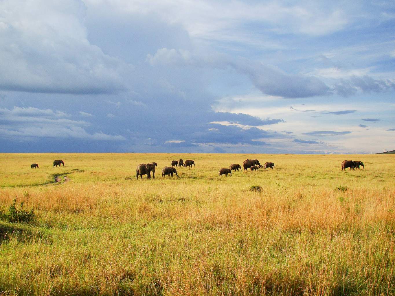 Mon Safari Privé Du Masai Mara aux plages de Watamu