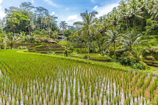 Bali - Indonésie - Combiné Jungle et Sable de Bali Charme 3* Sup