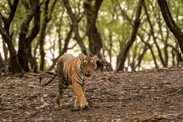 Inde - Circuit Le livre de la Jungle, entre oiseaux et tigres, en privatif