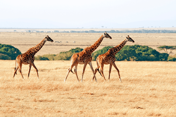 Kenya - Circuit Safaris de Légende
