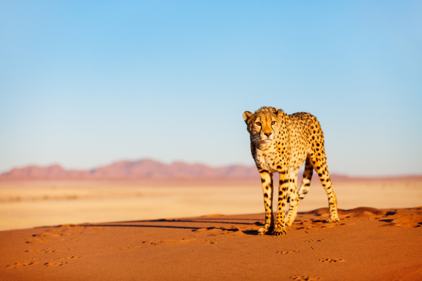 Circuit Du Royaume des Animaux aux Sables du Kalahari 5 *