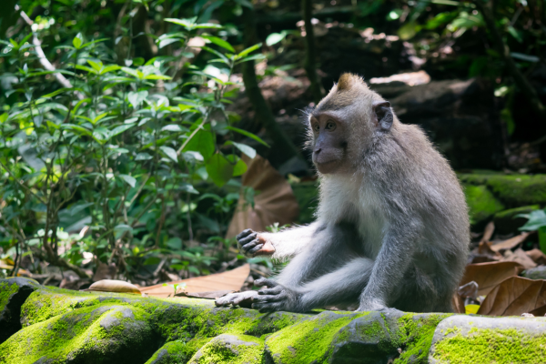 Bali - Indonésie - Combiné Jungle et Sable de Bali Charme et Ecotourisme