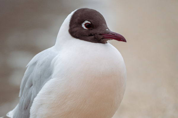 FLEX Circuit On dirait le Sud... Argentin ! - 10