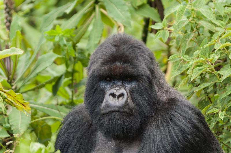 Circuit Privatif Terre des Gorilles : Une Aventure Ougandaise