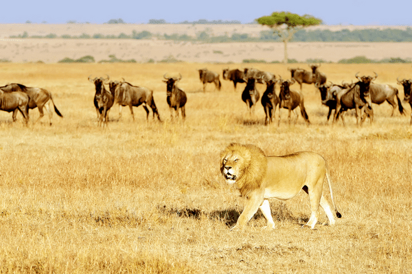 Kenya - Circuit Savane et Mer au Royaume de Simba