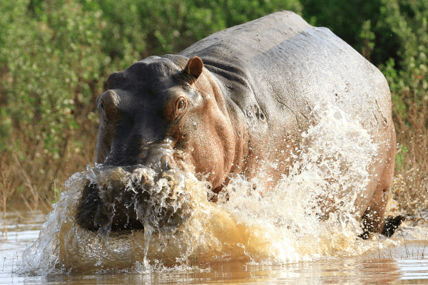 Circuit De Zanzibar à Selous, Culture, Safari Rivière et Plage 4* - 13