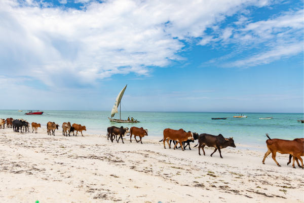 Tanzanie - Zanzibar - Circuit Merveilles des Grands Parcs et Saveurs Epicées de Zanzibar en Privatif