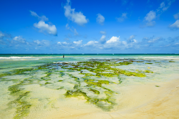 FLEX Soleil et Safari, Rivages enchanteurs et Vies Sauvages **tout compris** - 7