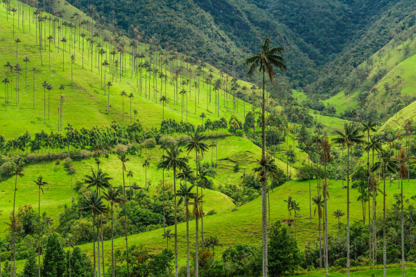 Colombie - Circuit Colombia, Mi Encanto