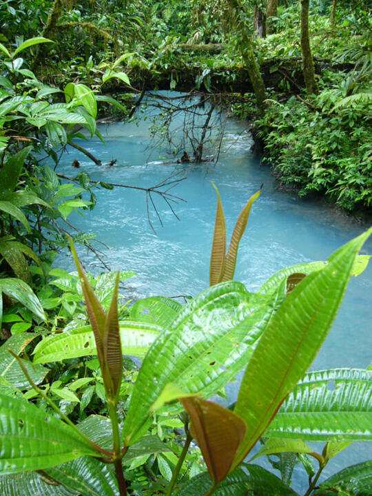 Costa Rica - Circuit entre Jungles et Forêts du Costa Rica en 10 nuits avec extension Playa Samara