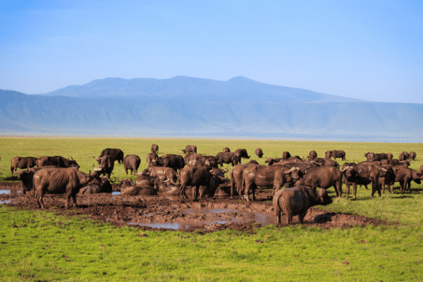 Circuit Tanzanie, Escapade entre Faune et Sable de Jambiani Charme et Privatif 3 *