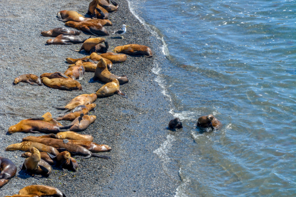 FLEX Circuit On dirait le Sud... Argentin ! - 17