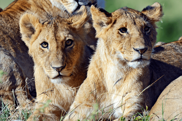 Kenya - Circuit Safari au coeur de la Nature Sauvage