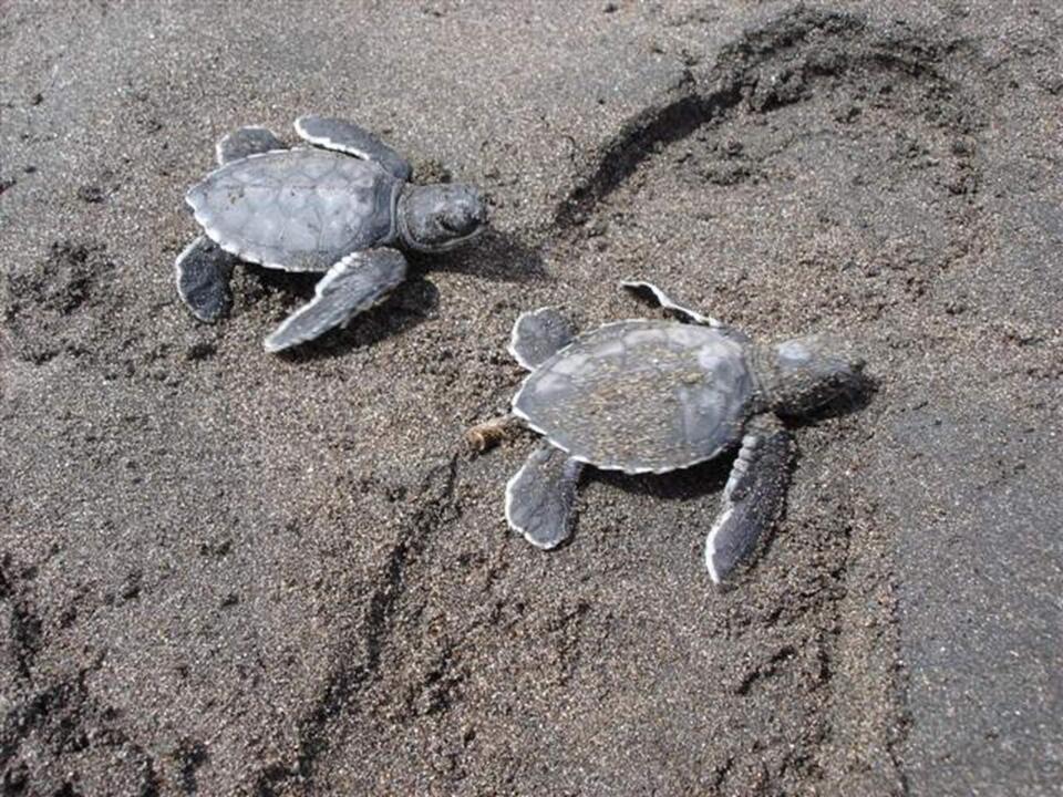 Costa Rica - Road Trip de Tortuguero aux Plages du Pacifique