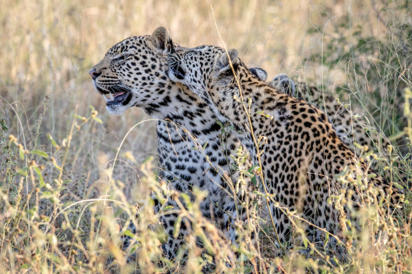 Circuit Aventures Australes, de l'Afrique du Sud au Botswana - 14