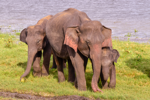 Sri Lanka - Circuit De la Route du Thé au Royaume des Eléphants en Privatif