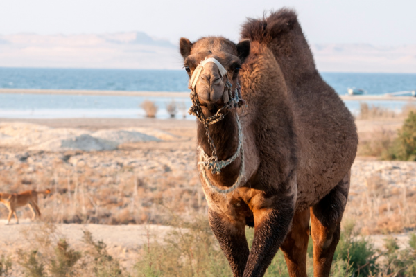 De la Légende des Pharaons à l'Oasis d'Al Fayoum - 13