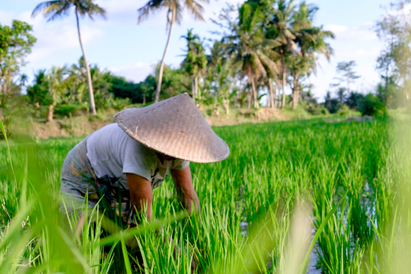 Circuit Nature, Traditions et bord de Mer, de Munduk à Canggu en Privatif