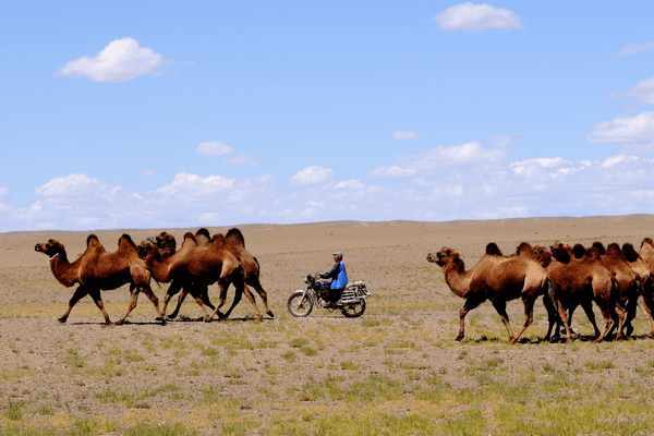 Mongolie - Circuit Aventure & Trekking de Yourtes en Yourtes