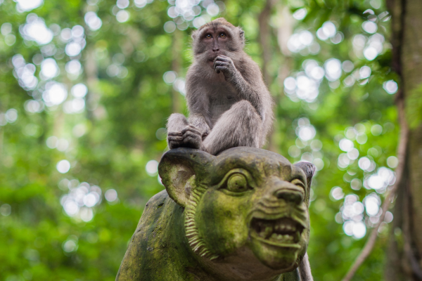 Combiné Jungle et Plage de Bali 5* - 8