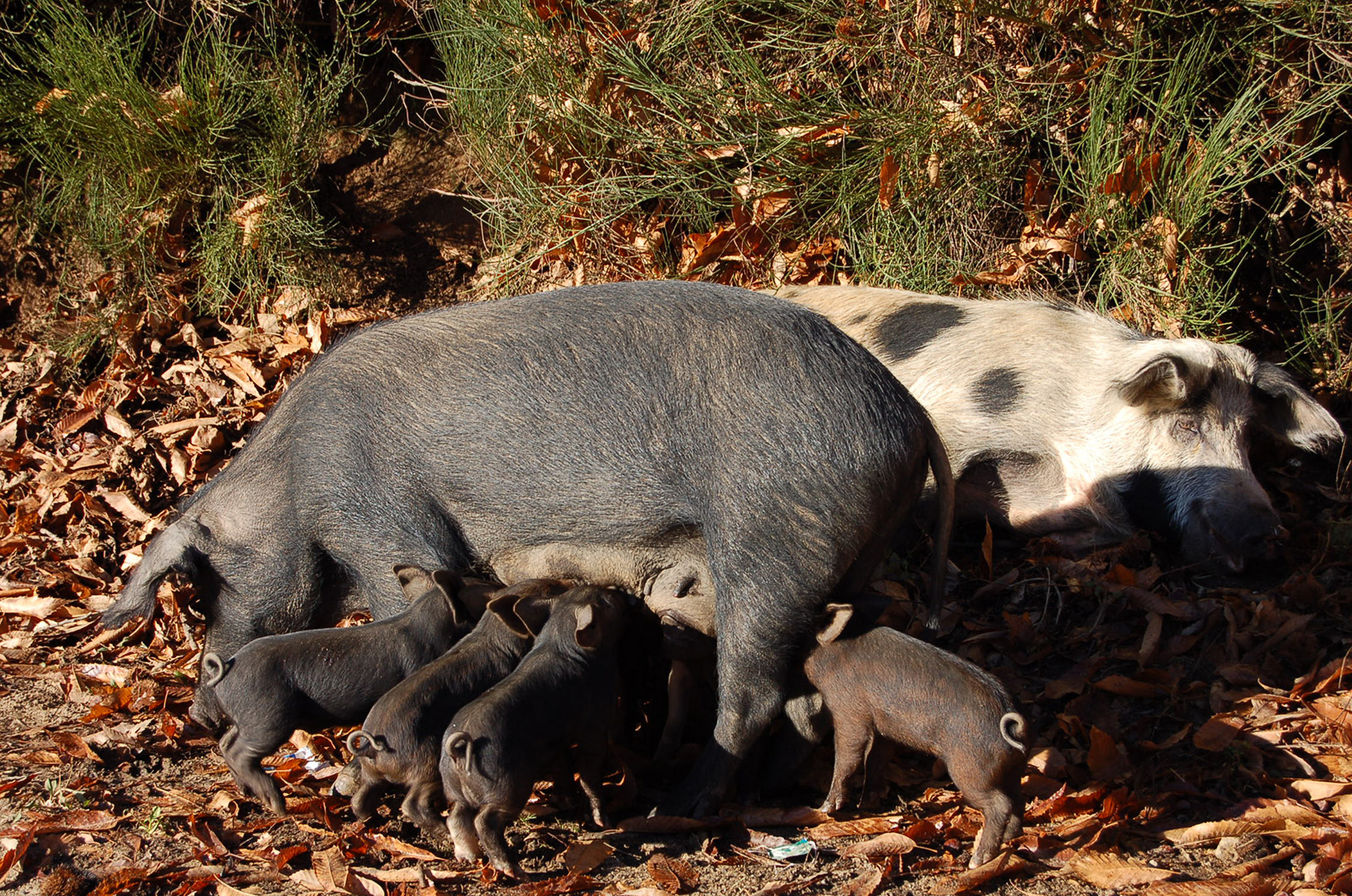 Corsica Tradizioni en demi-pension sans transport - 3